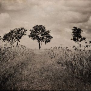 Le chemin des mirabelles / Julie Peiffer